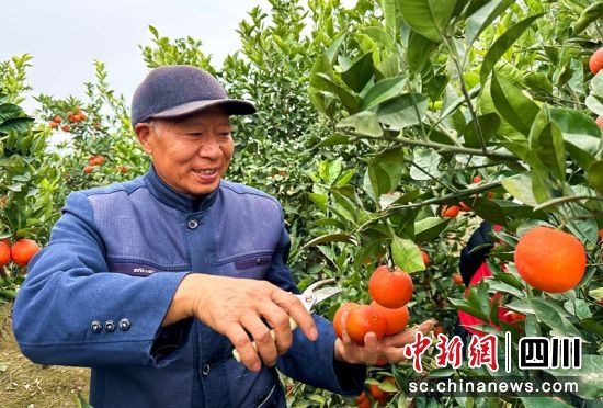 張美德正在果園里采摘血橙。潘建勇 攝 張美德正在果園里采摘血橙。潘建勇 攝