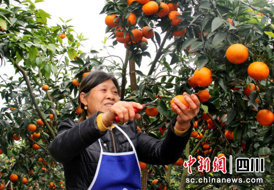 果農正在采摘。羅景萍 攝 果農正在采摘。羅景萍 攝