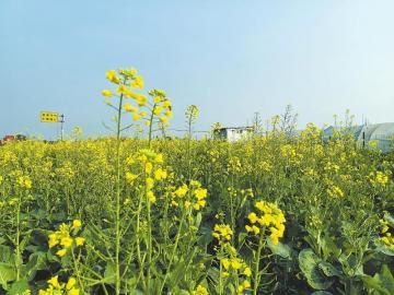 1月16日,在成都市新都區軍屯鎮北星大道旁拍攝的提前開花的油菜。 1月16日,在成都市新都區軍屯鎮北星大道旁拍攝的提前開花的油菜。