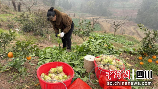 陳代均的妻子正在對大頭菜進行切葉。劉倩 攝 陳代均的妻子正在對大頭菜進行切葉。劉倩 攝
