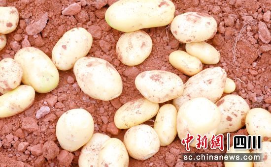 五寶土豆獲豐收。 五寶土豆獲豐收。