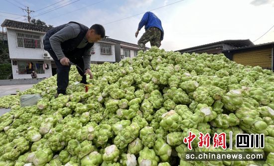 榨菜豐收。沿灘融媒 供圖 榨菜豐收。沿灘融媒 供圖