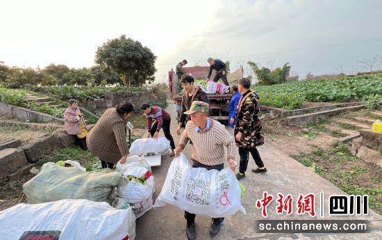 采收現(xiàn)場。沿灘融媒 供圖 采收現(xiàn)場。沿灘融媒 供圖