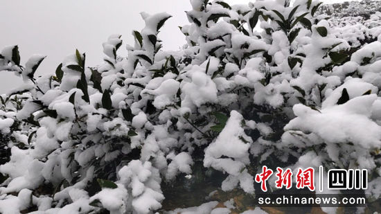 冰雪覆蓋的茶樹。羅景萍 攝 冰雪覆蓋的茶樹。羅景萍 攝