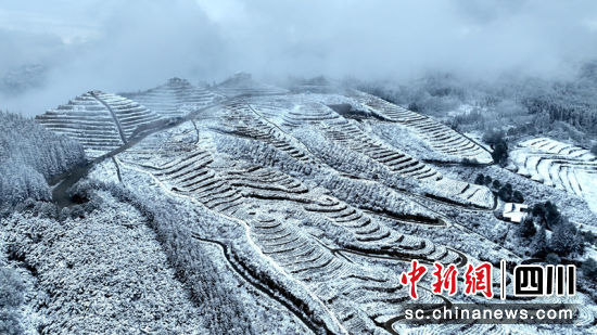 茶園梯田雪景如畫。 羅景萍 攝 茶園梯田雪景如畫。 羅景萍 攝