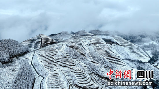 雪中茶山宛如仙境 羅景萍 攝 雪中茶山宛如仙境 羅景萍 攝