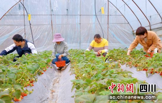 現場采摘。 現場采摘。