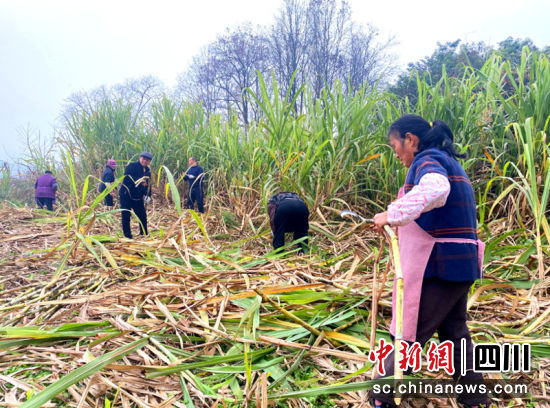 農(nóng)戶(hù)們正忙著收割甘蔗,一派繁忙景象。陳俊吉 攝 農(nóng)戶(hù)們正忙著收割甘蔗,一派繁忙景象。陳俊吉 攝