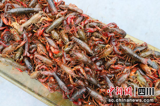 優(yōu)質(zhì)興文龍蝦。伍歐 攝 優(yōu)質(zhì)興文龍蝦。伍歐 攝
