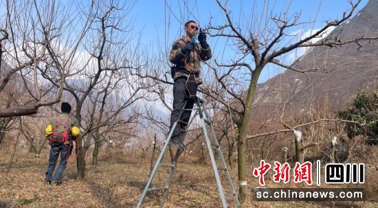 傅明翼正站在高凳上修剪果樹。汶川縣委宣傳部 供圖 傅明翼正站在高凳上修剪果樹。汶川縣委宣傳部 供圖