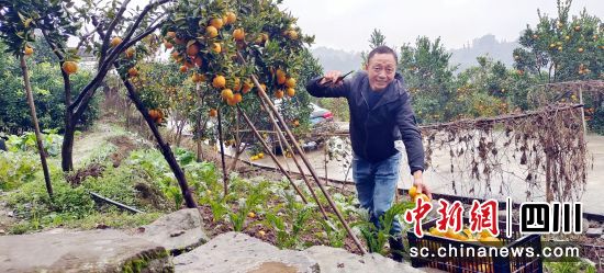 果蔬套種“套”出增收新路徑。周超文 攝 果蔬套種“套”出增收新路徑。周超文 攝