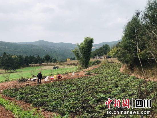 村民采收丹參。 梓潼縣融媒體中心供圖 村民采收丹參。 梓潼縣融媒體中心供圖