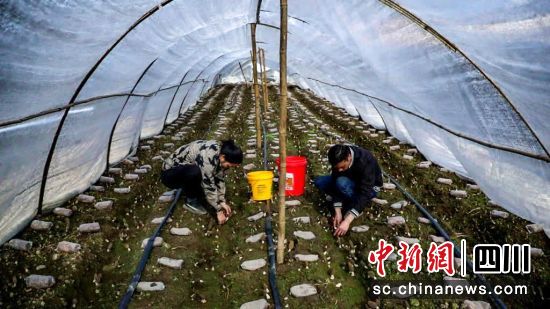 羊肚菌豐收。支力 攝 羊肚菌豐收。支力 攝