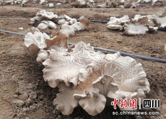 褐靈菇。 三臺縣委宣傳部供圖 褐靈菇。 三臺縣委宣傳部供圖