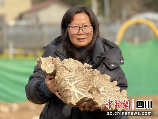 農場主李曉晴手捧像草帽大的蘑菇。 三臺縣委宣傳部供圖 農場主李曉晴手捧像草帽大的蘑菇。 三臺縣委宣傳部供圖