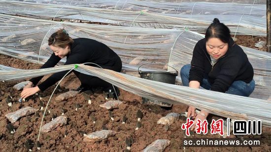 村民們正忙著采摘羊肚菌。劉倩 攝 村民們正忙著采摘羊肚菌。劉倩 攝