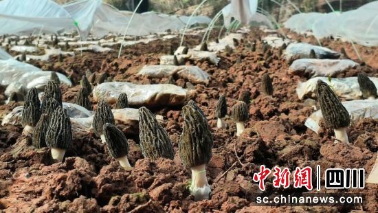 柳嘉村羊肚菌種植基地。劉倩 攝 柳嘉村羊肚菌種植基地。劉倩 攝