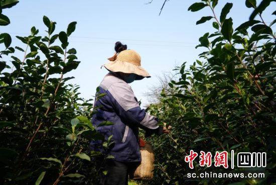 茶農采摘茶芽。羅景萍 攝 茶農采摘茶芽。羅景萍 攝