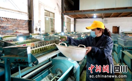 茶企忙制茶。羅景萍 攝 茶企忙制茶。羅景萍 攝