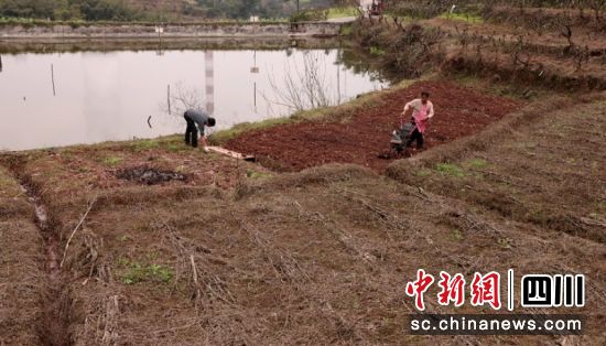 農戶正在忙碌。余健 攝 農戶正在忙碌。余健 攝