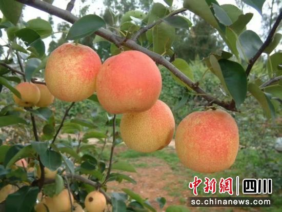 簡陽優質紅皮梨。侯佩茹 攝 簡陽優質紅皮梨。侯佩茹 攝