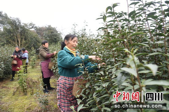 茶農們搶抓時節采摘新茶。龍婧 攝 茶農們搶抓時節采摘新茶。龍婧 攝