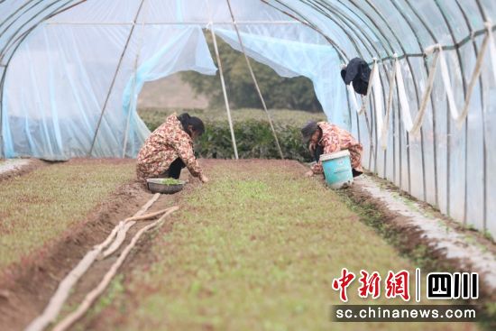 農戶正在大棚里作業。楊曉川 攝 農戶正在大棚里作業。楊曉川 攝
