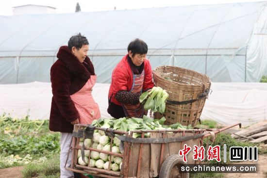 農戶忙著搬運蔬菜。楊曉川 攝 農戶忙著搬運蔬菜。楊曉川 攝