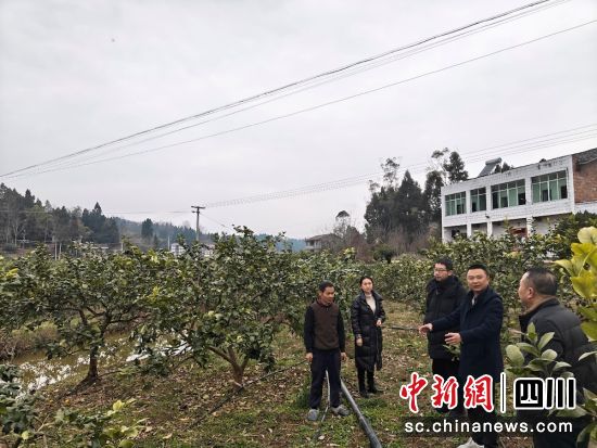 為安岳檸檬保“價(jià)”護(hù)航。平安產(chǎn)險(xiǎn)川分 供圖 為安岳檸檬保“價(jià)”護(hù)航。平安產(chǎn)險(xiǎn)川分 供圖