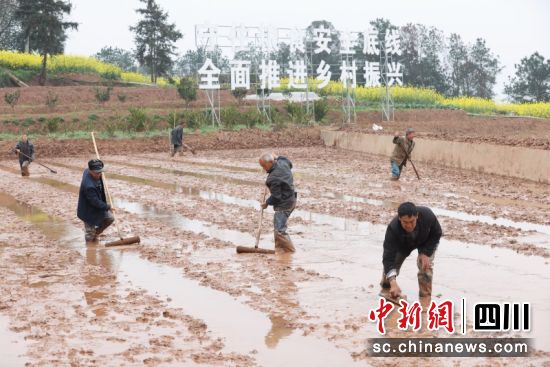 在李端鎮其林村,村民開展集中平整土地、育秧活動。楊曉川 攝 在李端鎮其林村,村民開展集中平整土地、育秧活動。楊曉川 攝