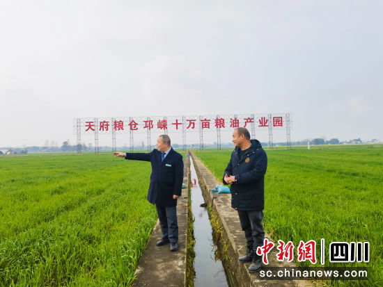 農行成都邛崍支行客戶經理到田間地頭了解糧油產業發展情況。四川農行 供圖 農行成都邛崍支行客戶經理到田間地頭了解糧油產業發展情況。四川農行 供圖