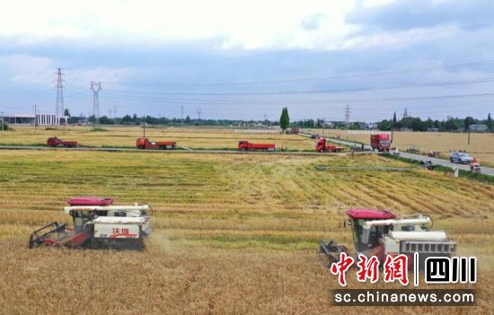 5月10日,正值“雙搶”時節,四川省成都市崇州各地搶抓農時,一手抓小春糧油收割,一手抓大春糧食播種,田間地頭呈現一片熱火朝天的農忙景象。安源 攝 5月10日,正值“雙搶”時節,四川省成都市崇州各地搶抓農時,一手抓小春糧油收割,一手抓大春糧食播種,田間地頭呈現一片熱火朝天的農忙景象。安源 攝