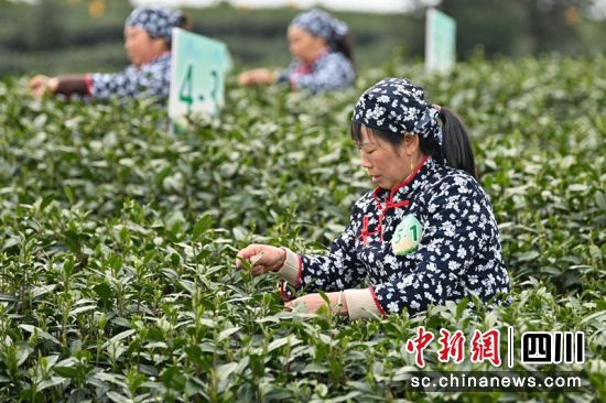 參賽選手正在進行采茶比賽。記者 劉忠俊 攝 參賽選手正在進行采茶比賽。記者 劉忠俊 攝