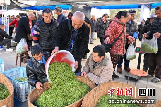 茶商正在夾江收購新鮮春茶。記者 劉忠俊 攝 茶商正在夾江收購新鮮春茶。記者 劉忠俊 攝