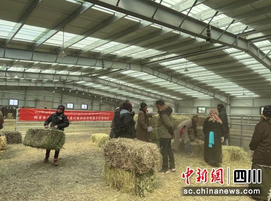 分發草料現場。紅原縣委宣傳部供圖 分發草料現場。紅原縣委宣傳部供圖