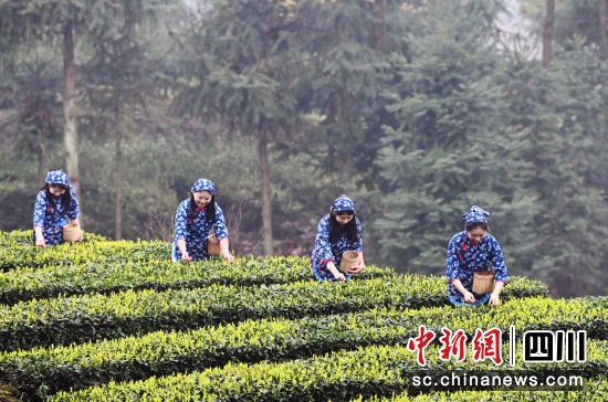 茶農(nóng)在茶園采摘春茶。記者安源 攝 茶農(nóng)在茶園采摘春茶。記者安源 攝