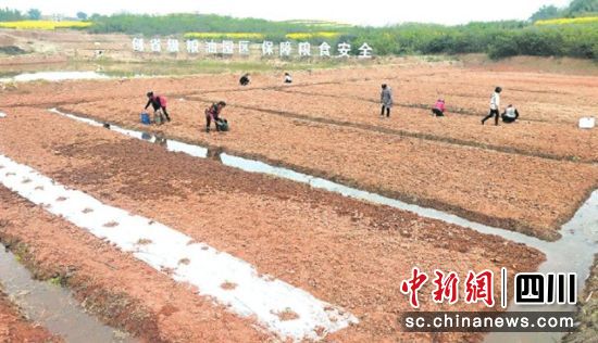 西瓜苗移栽現場。沿灘融媒 供圖 西瓜苗移栽現場。沿灘融媒 供圖