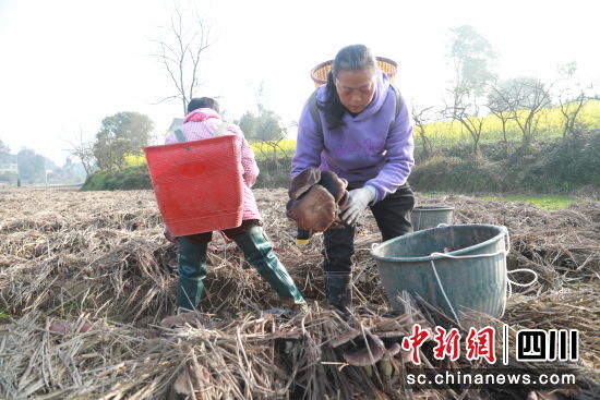 赤松茸豐收。合江縣融媒體中心供圖 赤松茸豐收。合江縣融媒體中心供圖
