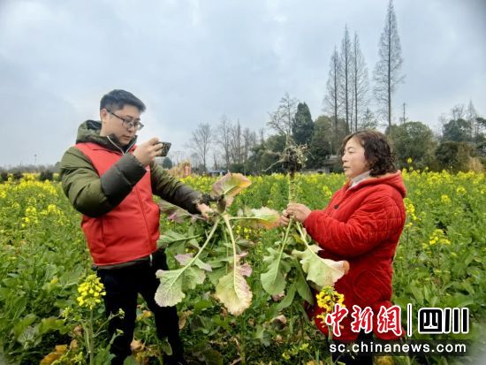 理賠人員正在查勘生病油菜。人保財險四川省分公司供圖 理賠人員正在查勘生病油菜。人保財險四川省分公司供圖