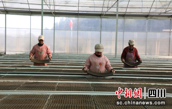 工廠化育苗。長寧縣融媒體中心供圖 工廠化育苗。長寧縣融媒體中心供圖