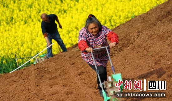 關文鎮塔水橋村大豆玉米帶狀復合種植播種現場。衡歡 攝 關文鎮塔水橋村大豆玉米帶狀復合種植播種現場。衡歡 攝