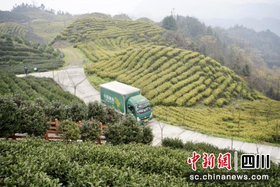 郵車上茶山攬收茶包。萬興美 攝 郵車上茶山攬收茶包。萬興美 攝