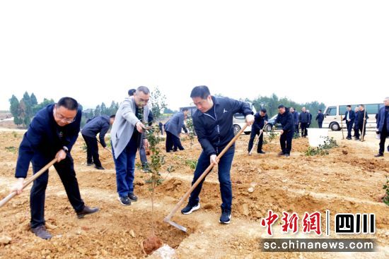 植樹現場。張良 攝 植樹現場。張良 攝
