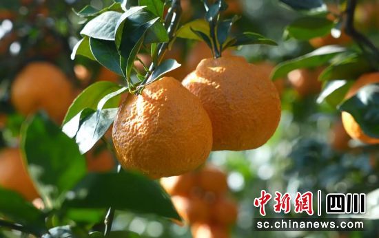黃果柑豐收。石棉融媒 供圖 黃果柑豐收。石棉融媒 供圖