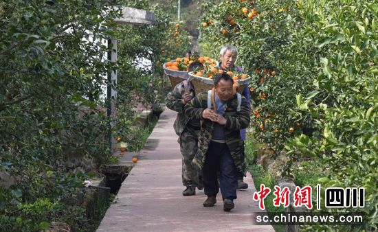 果農(nóng)忙采摘。石棉融媒 供圖 果農(nóng)忙采摘。石棉融媒 供圖