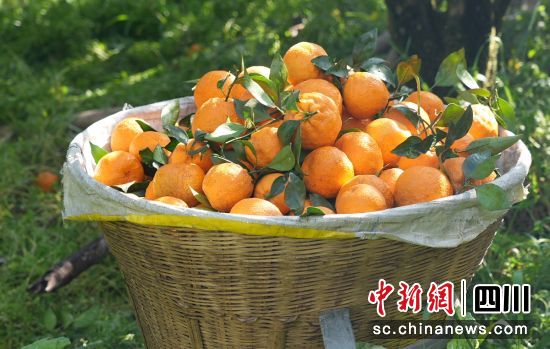 黃果柑豐收。石棉融媒 供圖 黃果柑豐收。石棉融媒 供圖
