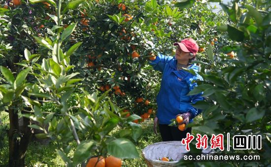 果農(nóng)采摘忙。石棉融媒 供圖 果農(nóng)采摘忙。石棉融媒 供圖