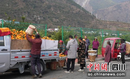收購(gòu)現(xiàn)場(chǎng)。石棉融媒 供圖 收購(gòu)現(xiàn)場(chǎng)。石棉融媒 供圖