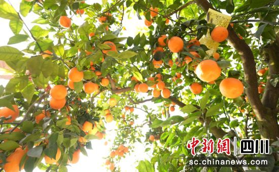 黃果柑豐收。石棉融媒 供圖 黃果柑豐收。石棉融媒 供圖