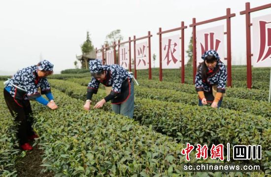 茶農(nóng)采茶忙。雨城融媒 供圖 茶農(nóng)采茶忙。雨城融媒 供圖